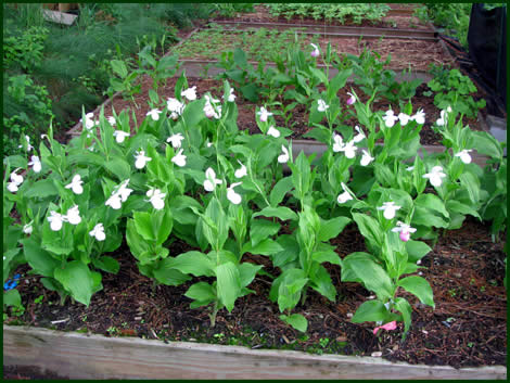 ارکیده کفش بانو